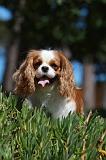 CAVALIER KING CHARLES 327